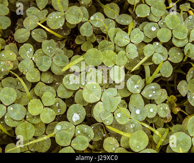 Lotier corniculé Trèfle vert trèfle trifolium toile fond papier peint, avec des gouttes de pluie dans des tons chaleureux. Banque D'Images