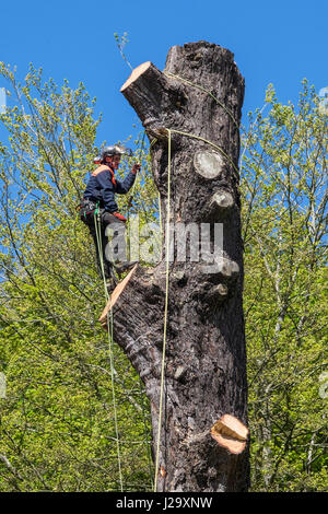 Tree Surgeon Arboriculture Arboriste Expert métier dangereux abattage d'arbre à l'aide d'une chaîne a vu le travail en hauteur l'aménagement des arbres exploités Banque D'Images