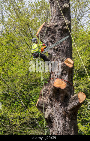 Tree Surgeon Arboriculture Arboriste Expert métier dangereux abattage d'arbre à l'aide d'une chaîne a vu le travail en hauteur l'aménagement des arbres exploités Banque D'Images