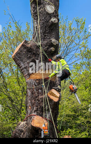 Tree Surgeon Arboriculture Arboriste Expert métier dangereux abattage d'arbre à l'aide d'une chaîne a vu le travail en hauteur l'aménagement des arbres exploités Banque D'Images