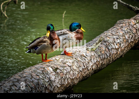 Deux Canards colvert debout sur un journal Ensemble Banque D'Images