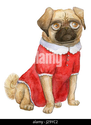 Un portrait du PUG, vadrouilles, fille du pug-dog cutie dans une jolie robe rouge Banque D'Images