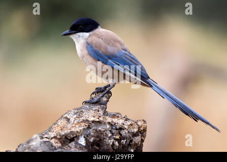 Cyanopica cyanus Banque D'Images