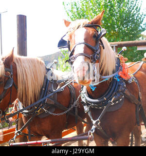 cheval, mini poney, parc, promenade en poney Banque D'Images