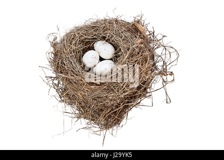 Nids d'oiseaux isolés avec des œufs tachetés sur fond blanc. Tourné à partir de l'image ci-dessus avec l'exemplaire de l'espace. Banque D'Images