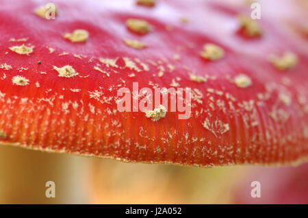 Un détail de le capot d'une Fly agarics Banque D'Images