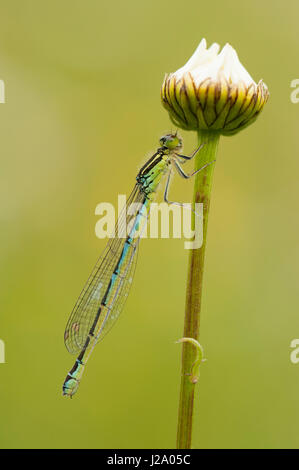 Dainty femelle libellule accroché sur oxeye daisy Banque D'Images