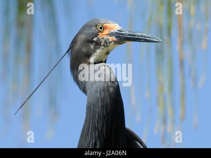 Portrait d'une aigrette dimorphe morph gris Banque D'Images