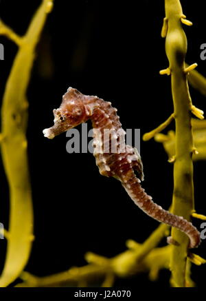 Le court-snouted seahorse, hippocampe hippocampe, est une espèce d'hippocampe dans la famille des syngnathidés. Elle est endémique de la mer Méditerranée et dans certaines parties de l'Atlantique Nord, en particulier autour de l'Italie et les îles Canaries. Les colonies de l'espèce ont été découverts récemment dans la Tamise à Londres et de Southend-on-Sea. Banque D'Images