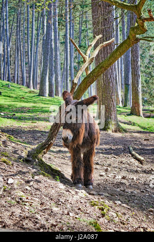 Âne de Poitou près d'un arbre en forêt Banque D'Images