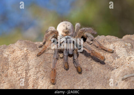 Photo d'une araignée babouin Banque D'Images