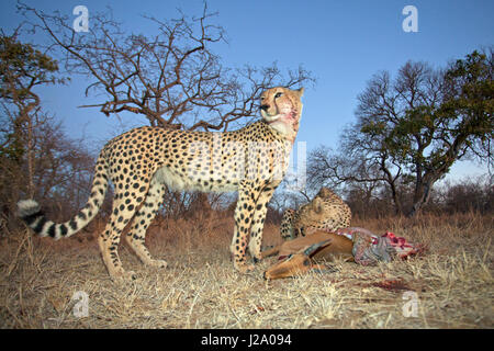 Photo de deux guépards sur une impala tuer Banque D'Images