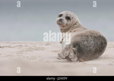 Phoque gris (Halichoerus grypus) Banque D'Images