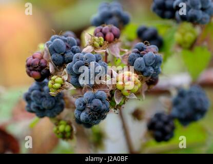 Dewberry fruit en close-up Banque D'Images