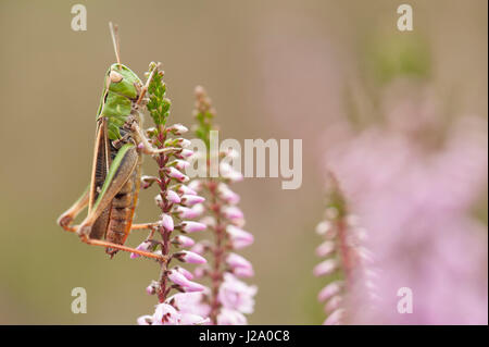 Bande-winged grasshopper femelle sur la bruyère Banque D'Images