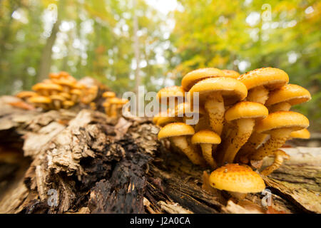 Des groupes de golden pholiota sur le bois mort dans la forêt de hêtres Banque D'Images