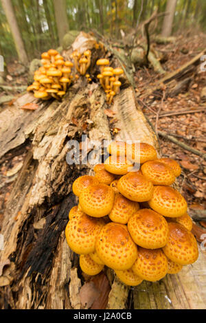 Des groupes de golden pholiota sur le bois mort dans la forêt de hêtres Banque D'Images