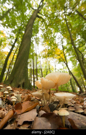 Groupe des tasses de champignons en forêt de hêtres Banque D'Images