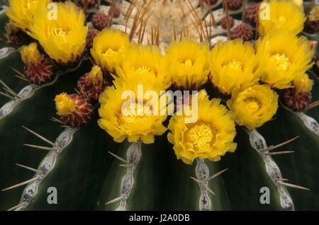 Image en gros plan d'un village de floraison platyacanthus Banque D'Images