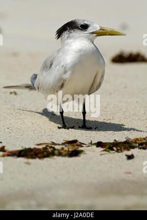 Une plus grande sterne huppée sur la plage Banque D'Images