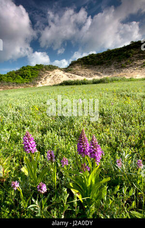 Début de l'Marsh-Orchid Banque D'Images