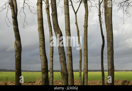 Les peupliers dans un polderlandscape de plaine. Banque D'Images