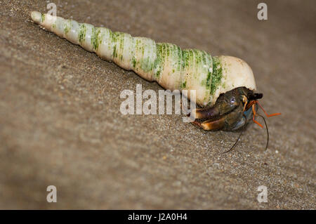 Photo macro d'un ermite de terre sur la plage de Bornéo, Sarawak Banque D'Images