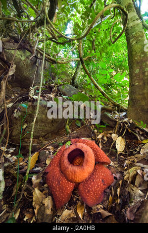 Photo de paysage de la Rafflesia, la plus grande fleur du monde, sur Bornéo, Sarawak Banque D'Images