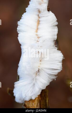 Fleurs de givre se forme sur les matins froids quand il est près de zéro degrés celsius et l'humidité de l'bois mort est enfoncé en dehors et obtient bloqué Banque D'Images