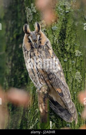 Long-eared Owl perché dans les arbres à feuilles caduques Banque D'Images