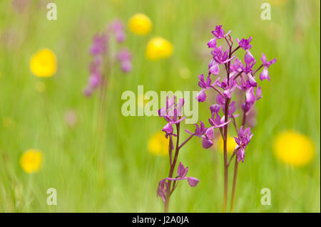 Les orchidées des marais dans un champ de renoncules Banque D'Images