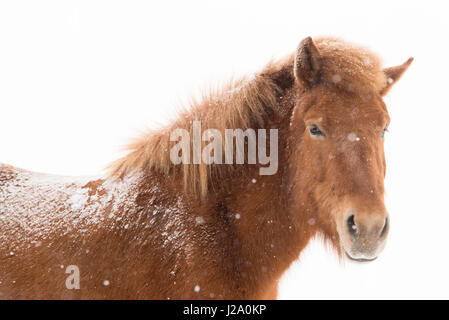 Cheval islandais dans la neige Banque D'Images