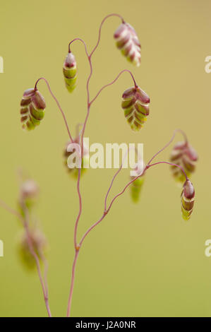 Quaking grass, close-up Banque D'Images