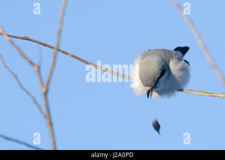 Un grand Gray Shrike (Lanius excubitor) recracher une pastille. Banque D'Images