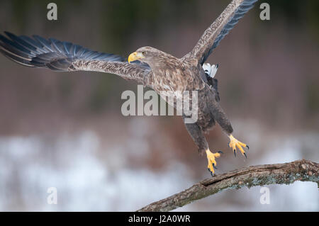 Un pygargue à queue blanche (Haliaeetus albicilla), décollant d'une succursale, d'une 3 de 3 Banque D'Images