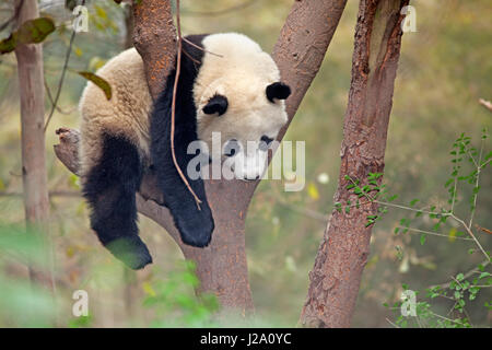 Photo d'un panda géant dans un arbre Banque D'Images