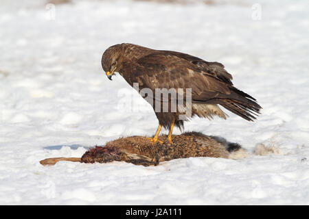 Dans la neige avec les proies buzzard Banque D'Images