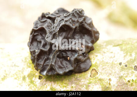 La Sorcière Noire beurre sur le bois mort Banque D'Images