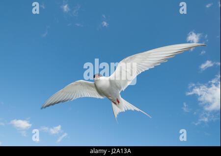 Flying sterne arctique against a blue sky Banque D'Images