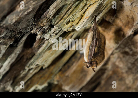 Geoffroy's bat l'hiver dans une grotte belge. Banque D'Images