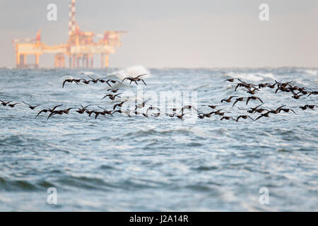 Vol d'oies, bernaches cravants troupeau migrant le long de la rive de l'île de Wadden Ameland avec mer plate-forme pétrolière de forage dans l'arrière-plan Banque D'Images