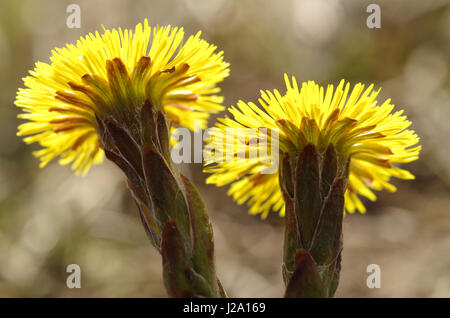 Coltsfoot en rétro-éclairage Banque D'Images