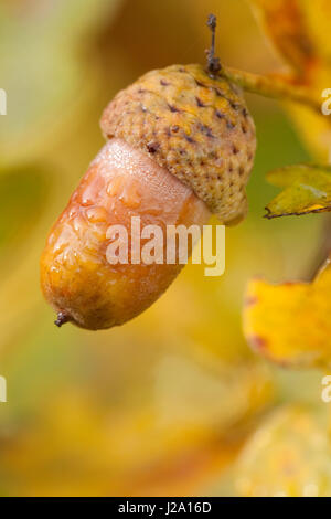 Un apendunculate acorn de chêne (Quercus robur) Banque D'Images