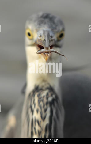 Un petit poisson pris par un héron cendré (Ardea cinerea) Banque D'Images