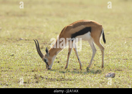 La gazelle de Thomson se nourrissant d'herbe de la savane à weda Banque D'Images