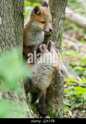 Fox pups jouant dans la forêt Banque D'Images