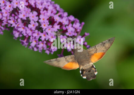 Hummingbird Hawk-moth Banque D'Images