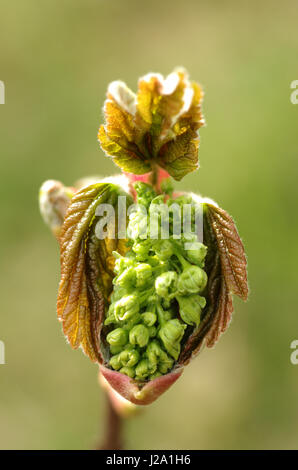 Les feuilles évasée avec bouton floral d'érable sycomore dans les dunes. Le composite bouquets suspendus comme homme et femme et fleurs stériles à partir du bouton d'érable sycomore Banque D'Images