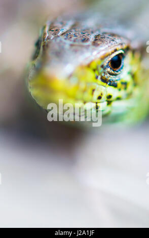 Sand lizard (Lacerta agilis) Banque D'Images