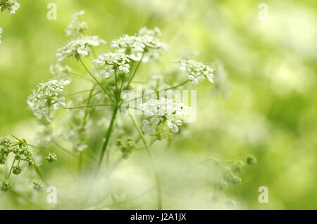 Les fleurs de cow parsley contre l'atmosphère onirique Banque D'Images